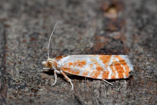 Rhyacionia pinicolana